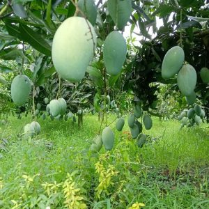 হাড়িভাঙ্গা ১০  কেজি (প্রিমিয়াম সাইজ)