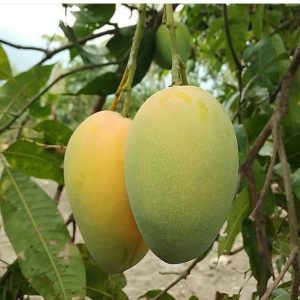 আম্রপালি  ১০ কেজি (প্রিমিয়াম সাইজ)